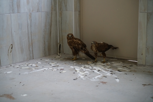 Yaralı şahinler özgürce uçabilmeyi bekliyor